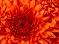 Chrysanthemum (c)Land Tirol