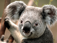 Koala (c)Land Tirol