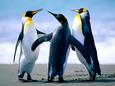 Penguins (c)Land Tirol