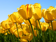 Tulips (c)Land Tirol