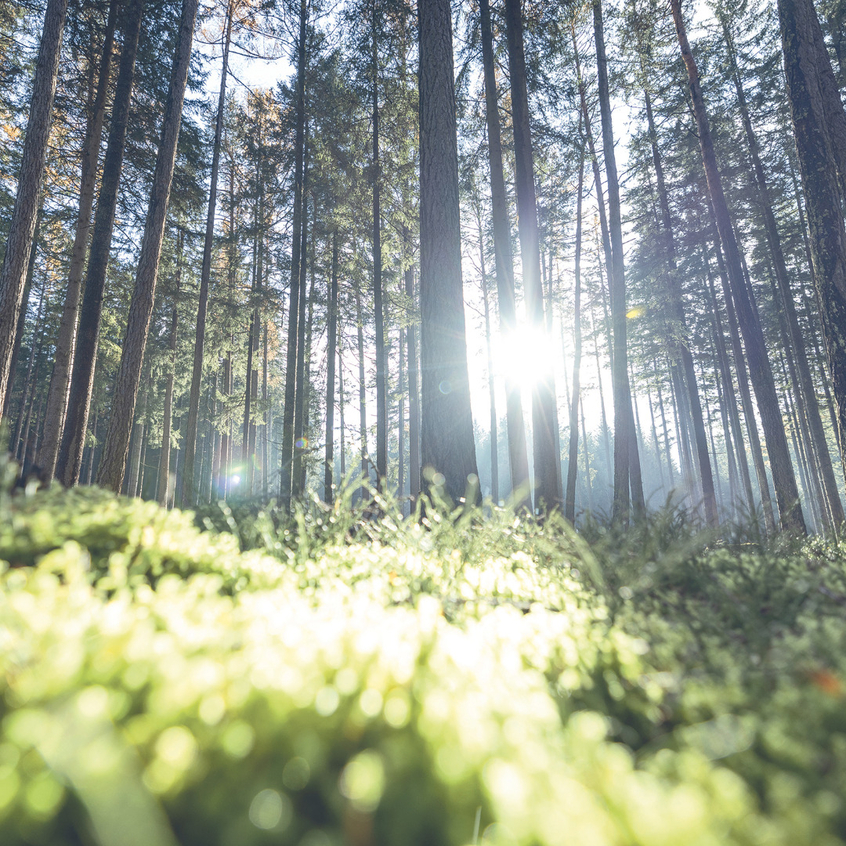 Ansicht eines Waldes